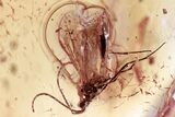 Fossil Wasps, Gnats, Woodlouse, Moth Fly & Ant in Baltic Amber #362673-1